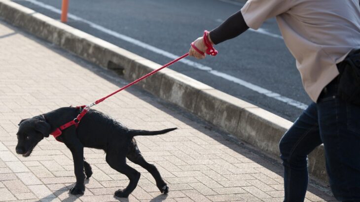 犬がリードを引っ張っているときの『タブー行為』3選　逆効果となるしつけの仕方まで解説(ブログ)