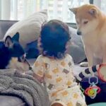 まだ『パパママ』を言えない赤ちゃん→犬と一緒に育った結果…初めて口にした『まさかの言葉』が素敵すぎると反響「絶対呼んでる」「ほっこり」(ブログ)