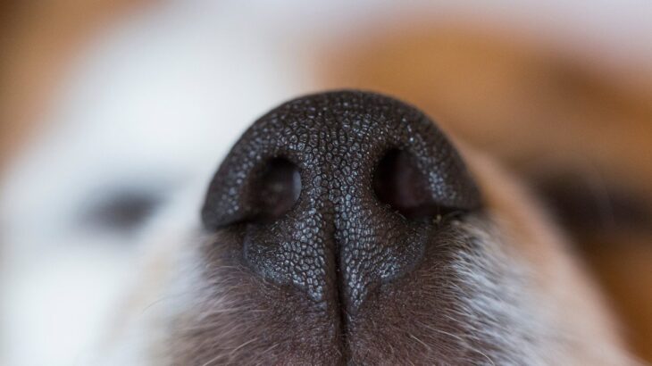 犬の『嗅覚』は人間の何倍優れているの？意外と知られていない驚きの能力や仕組みまで(ブログ)