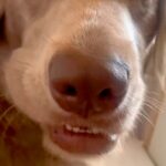 おやつに夢中な大型犬に『おさんぽ行く？』と聞いてみた結果→瞬時に振り向いて…『驚きの表情』が46万再生「反応早くて草」「最高に可愛いｗ」(ブログ)