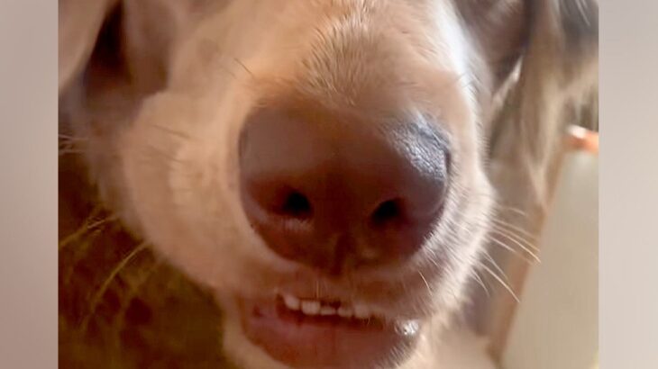 おやつに夢中な大型犬に『おさんぽ行く？』と聞いてみた結果→瞬時に振り向いて…『驚きの表情』が46万再生「反応早くて草」「最高に可愛いｗ」(ブログ)