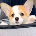 『バッグから出れない！助けて！』と慌てる子犬→下の方を見てみると…目を疑う『まさかの光景』が220万再生「助けてあげたいｗ」「たまらん」(ブログ)