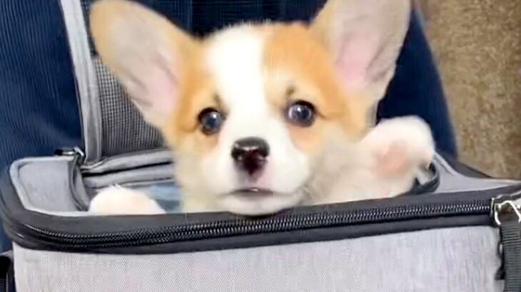 『バッグから出れない！助けて！』と慌てる子犬→下の方を見てみると…目を疑う『まさかの光景』が220万再生「助けてあげたいｗ」「たまらん」(ブログ)
