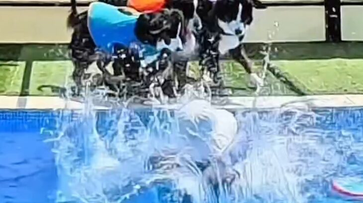 プールで『溺れたフリ』をした結果→4頭の大型犬が焦り、心配をして…家族愛を感じる『感動の光景』が107万再生「めちゃ賢い」「映画になる」(ブログ)