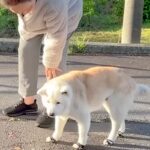 目が悪くなってきたおばあちゃん犬→それでもお外を歩きたくて…あまりにも尊い『お散歩を楽しむ光景』に反響「愛が詰まってる」「ほっこり」(ブログ)