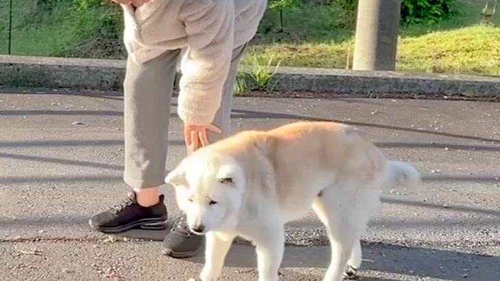 目が悪くなってきたおばあちゃん犬→それでもお外を歩きたくて…あまりにも尊い『お散歩を楽しむ光景』に反響「愛が詰まってる」「ほっこり」(ブログ)