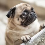 犬の目が『潤んでいる』4つの理由　ウルウルしているときに注意すべき状態まで(ブログ)