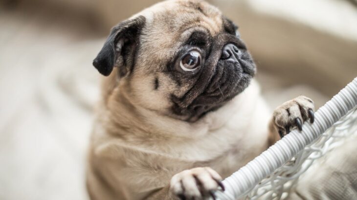 犬の目が『潤んでいる』4つの理由　ウルウルしているときに注意すべき状態まで(ブログ)