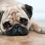 犬が『悲しそう』にしているときの心理5選　愛犬が切ないと感じてしまう原因や飼い主がすべき配慮まで(ブログ)