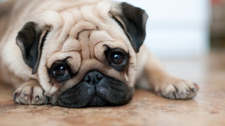 犬が『悲しそう』にしているときの心理5選　愛犬が切ないと感じてしまう原因や飼い主がすべき配慮まで(ブログ)