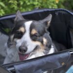 犬がみせる『老化のサイン』５選　シニア期を迎えたときに起こる体の変化とは？(ブログ)