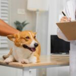 犬の食物アレルギーは『二人三脚』で治す病気。飼い主と病院の連携が鍵になる理由【獣医師執筆】(ブログ)