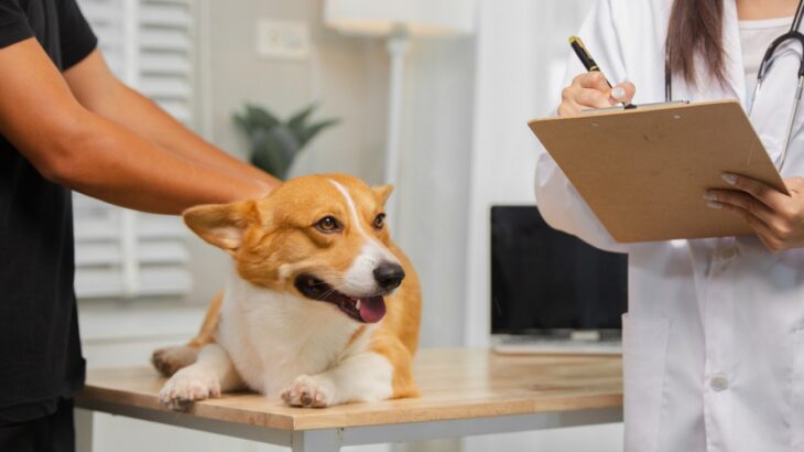 犬の食物アレルギーは『二人三脚』で治す病気。飼い主と病院の連携が鍵になる理由【獣医師執筆】(ブログ)