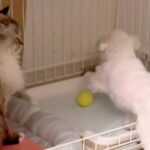 猫の近くに『犬のボールが転がってしまった』結果→返してもらおうとした、次の瞬間…『理不尽過ぎる光景』に反響「へっぴり腰で草」「猫様ｗ」(ブログ)