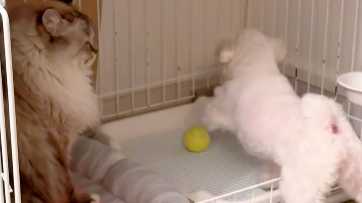 猫の近くに『犬のボールが転がってしまった』結果→返してもらおうとした、次の瞬間…『理不尽過ぎる光景』に反響「へっぴり腰で草」「猫様ｗ」(ブログ)