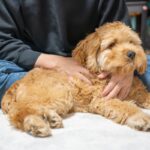 犬が『背中を向けて座る』心理５選　飼い主のことをどう思っているの？愛犬の本音まで(ブログ)