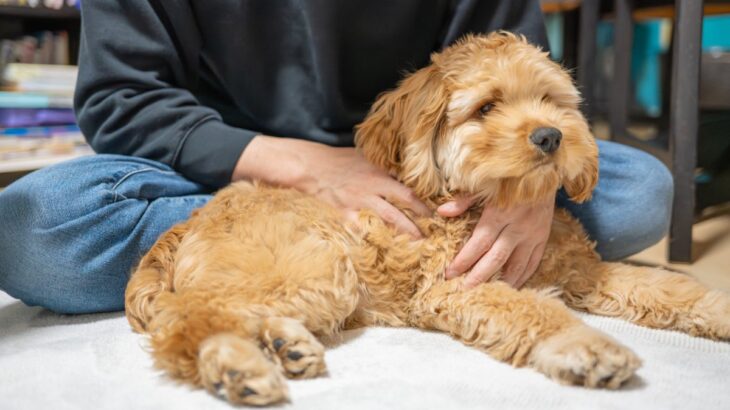 犬が『背中を向けて座る』心理５選　飼い主のことをどう思っているの？愛犬の本音まで(ブログ)