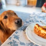 犬が人間のごはんを見てくる理由3つ　食事中に絶対してはいけないタブー行為まで(ブログ)