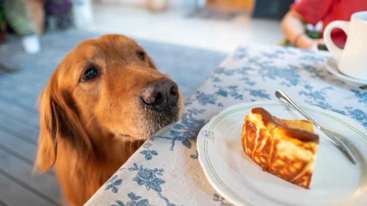 犬が人間のごはんを見てくる理由3つ　食事中に絶対してはいけないタブー行為まで(ブログ)