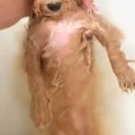 モフモフな犬をお風呂に入れた結果→『宇宙人ですか…？』ワンコとは思えない『まさかの光景』に爆笑続々「美脚で草」「おじいちゃんみたいｗ」(ブログ)