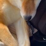 車で犬を病院へ連れて行った結果→『大好きな先生』が現れると…尊すぎる再会と『帰り道の表情』が27万再生「愛情表現最高」「もぉぉ可愛い」(ブログ)