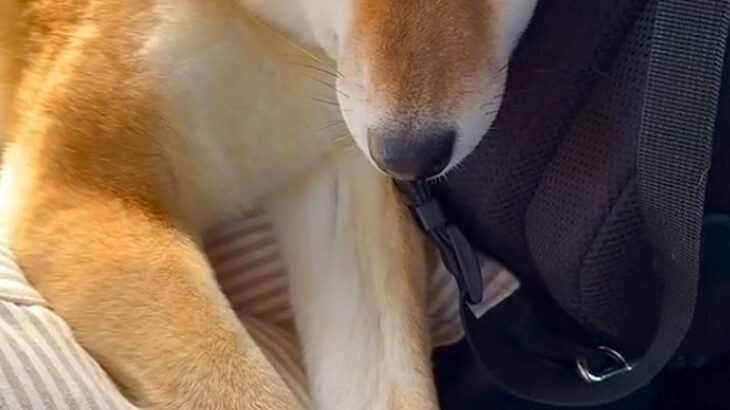 車で犬を病院へ連れて行った結果→『大好きな先生』が現れると…尊すぎる再会と『帰り道の表情』が27万再生「愛情表現最高」「もぉぉ可愛い」(ブログ)