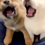 人間が好きすぎる『生後35日の子犬たち』→座っていたら、みんなで近づいてきて…尊すぎる『膝の上を取り合う光景』に反響「天使」「可愛い」(ブログ)