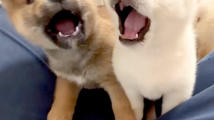 人間が好きすぎる『生後35日の子犬たち』→座っていたら、みんなで近づいてきて…尊すぎる『膝の上を取り合う光景』に反響「天使」「可愛い」(ブログ)