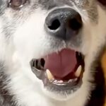 パパのことが大好きな老犬→『今日はママと仲良くしよ』と言った結果…なんだか切ない『正直すぎる光景』が102万再生「喋ってるｗ」「可愛い」(ブログ)
