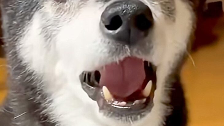 パパのことが大好きな老犬→『今日はママと仲良くしよ』と言った結果…なんだか切ない『正直すぎる光景』が102万再生「喋ってるｗ」「可愛い」(ブログ)