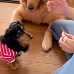 小型犬に『お手』をさせようとした結果→隣で見ていた大型犬が…コントのような『まさかの光景』が258万再生「ヤキモチ？ｗ」「愛おしすぎ」(ブログ)