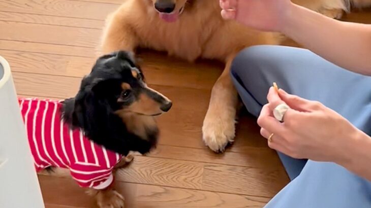 小型犬に『お手』をさせようとした結果→隣で見ていた大型犬が…コントのような『まさかの光景』が258万再生「ヤキモチ？ｗ」「愛おしすぎ」(ブログ)