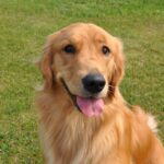『優しい性格の犬種』ランキングTOP5　おとなしいワンコの特徴や温厚に育てるコツまで(ブログ)