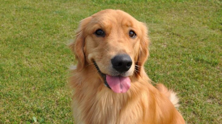 『優しい性格の犬種』ランキングTOP5　おとなしいワンコの特徴や温厚に育てるコツまで(ブログ)