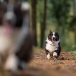 犬がみせる『本能的な行動』9つ　野性味溢れる仕草の意味や止めさせる方法までご紹介(ブログ)