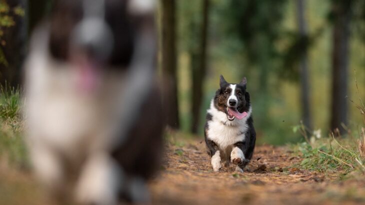 犬がみせる『本能的な行動』9つ　野性味溢れる仕草の意味や止めさせる方法までご紹介(ブログ)