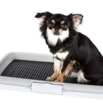 犬が『おしっこ』をする前にみせる行動5つ　必要なトレーニングや注意すべき仕草まで(ブログ)