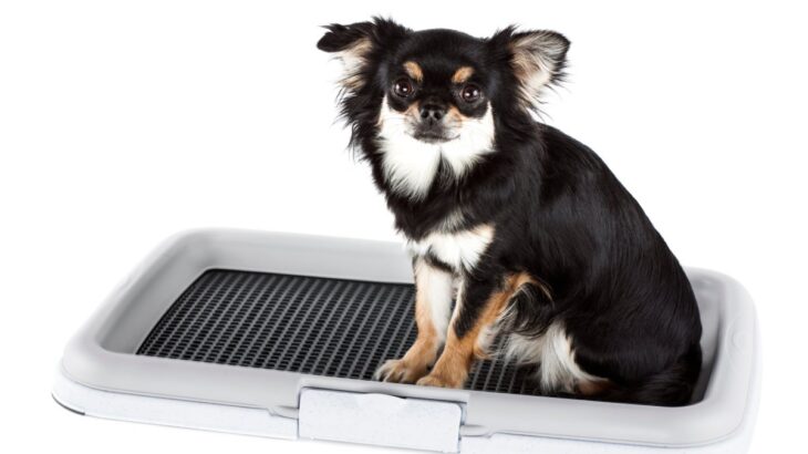 犬が『おしっこ』をする前にみせる行動5つ　必要なトレーニングや注意すべき仕草まで(ブログ)
