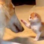 赤ちゃん子猫と大型犬→小さなおててで『猫パンチ』をした結果…泣けてくる『尊い世界』に1万いいね集まる「ウルウルした」「優しい」と絶賛(ブログ)
