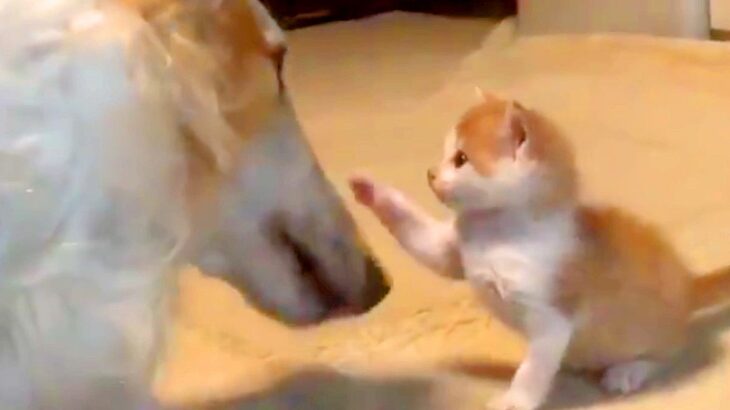 赤ちゃん子猫と大型犬→小さなおててで『猫パンチ』をした結果…泣けてくる『尊い世界』に1万いいね集まる「ウルウルした」「優しい」と絶賛(ブログ)