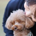 犬が不安になってしまう『褒め方』５選　逆効果となる対応や改善策まで解説(ブログ)