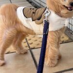 強風の日、外に出た『もふもふの犬』→顔面の形が変わってしまい…『同じ犬とは思えない光景』に爆笑の声「空飛んできた帰り？」「可愛いｗ」(ブログ)