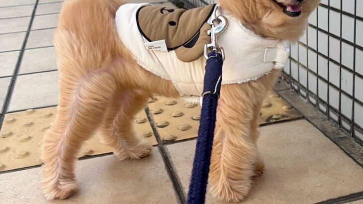 強風の日、外に出た『もふもふの犬』→顔面の形が変わってしまい…『同じ犬とは思えない光景』に爆笑の声「空飛んできた帰り？」「可愛いｗ」(ブログ)