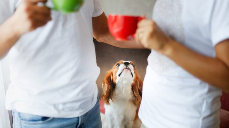 犬が『嫉妬』しているときにみせる行動6選　どんなことにヤキモチを焼いてしまうの？(ブログ)