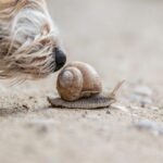 犬が『カタツムリ』を誤食してしまったら…食べたときに現れる危険な症状とは？(ブログ)