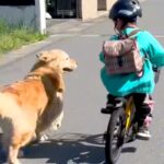 朝、保育園に行く男の子を『お見送り』する大型犬→お別れ後、帰ろうとすると…『まさかの光景』が30万再生「まさに忠犬」「もはや人間みたい」(ブログ)