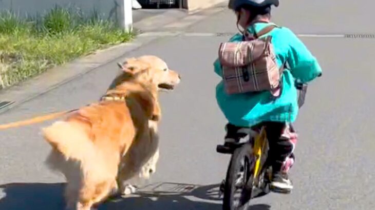 朝、保育園に行く男の子を『お見送り』する大型犬→お別れ後、帰ろうとすると…『まさかの光景』が30万再生「まさに忠犬」「もはや人間みたい」(ブログ)