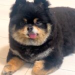 『お腹空いた？』と犬に質問してみた結果→鳴くかと思ったら…犬とは思えない『意思疎通の仕方』が33万再生「絶対前世は人」「想定外だったｗ」(ブログ)