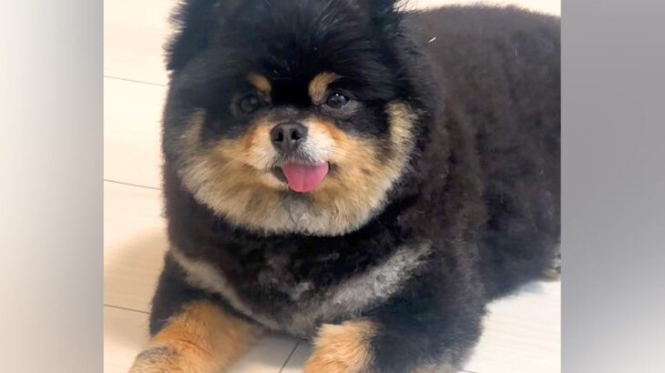『お腹空いた？』と犬に質問してみた結果→鳴くかと思ったら…犬とは思えない『意思疎通の仕方』が33万再生「絶対前世は人」「想定外だったｗ」(ブログ)