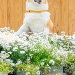 写真スポットで『犬の記念撮影』を撮った結果→腕が限界を迎えて…まるでコントのような『表情』に5万いいね「沈んでいく時の顔ｗ」「良すぎる」(ブログ)